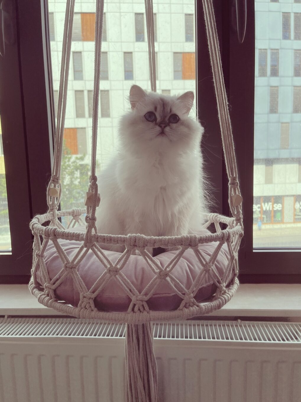 hangmat